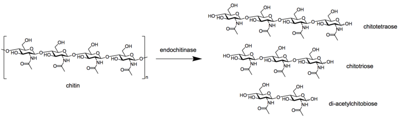 File:Endochitinase.png