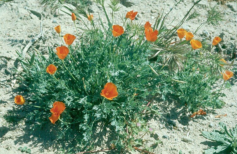 File:Eschscholzia lemmonii 013.jpg