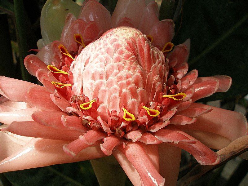 File:Etlingera elatior2.jpg