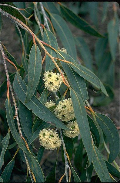 File:Eucalyptus luehmanniana flowers.jpg