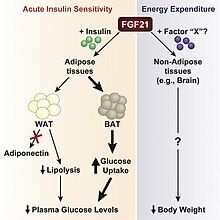 FGF21 regulation diagram