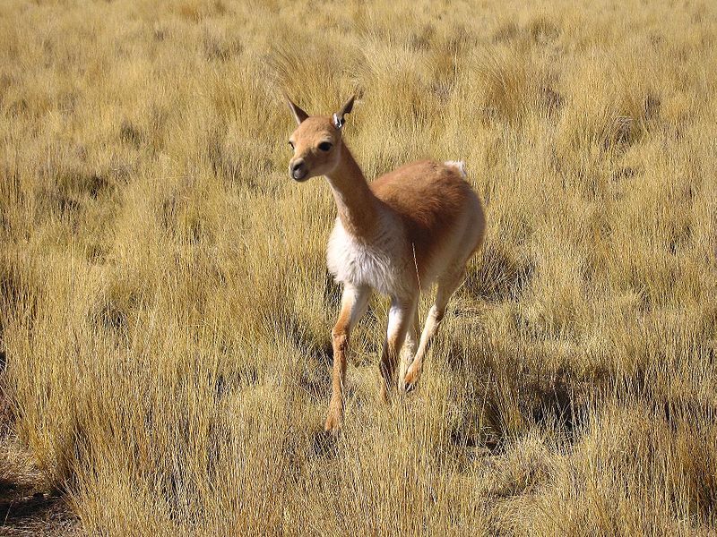 File:Female Vicuña running.jpg