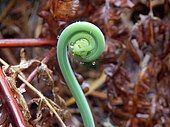 'Fiddlehead' stage of fern