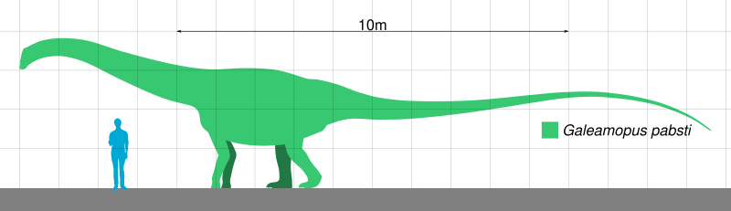 File:Galeamopus Scale.svg