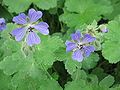 Geranium 'Philippe Vapelle'