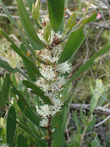 File:Hakea oleifolia flowers.jpg