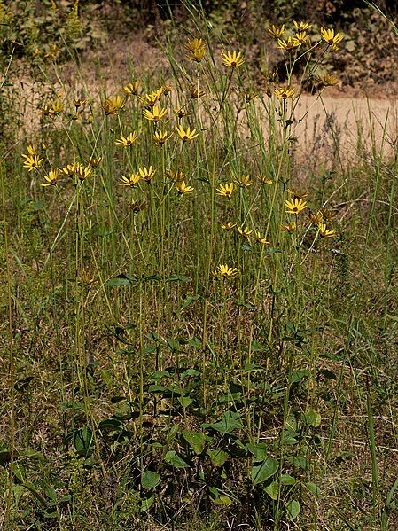 File:Helianthus silphioides.jpg