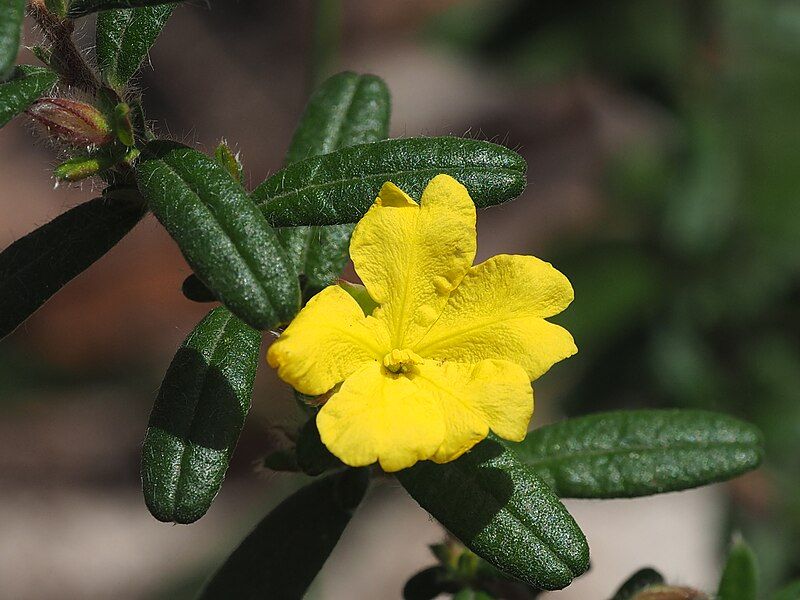 File:Hibbertia rhynchocalyx.jpg