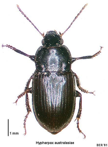 File:Hypharpax australasiae.jpg