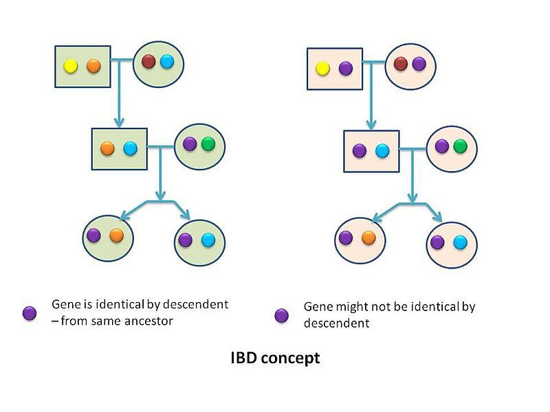 File:Ibd concept.jpg