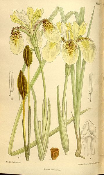 File:Iris wilsonii 136-8340.jpg