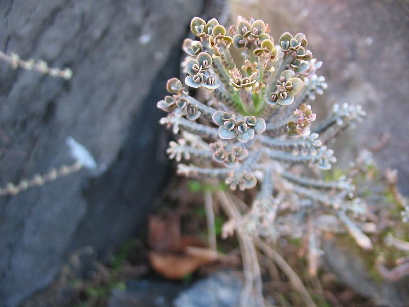 File:Kalanchoe delagoensis (Plantlets).jpg