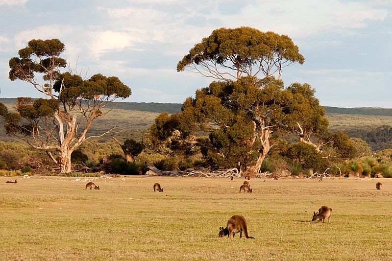 File:Kangaroo Island kangaroos.jpg