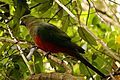 A female Australian King Parrot