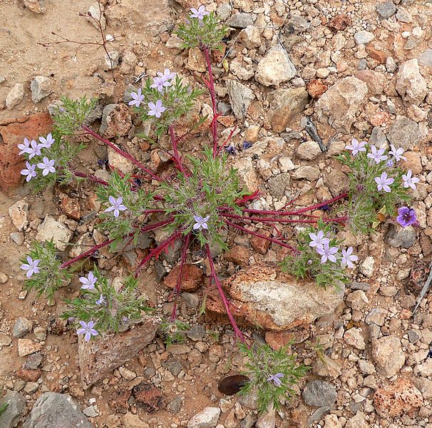 File:Langloisia setosissima 4.jpg