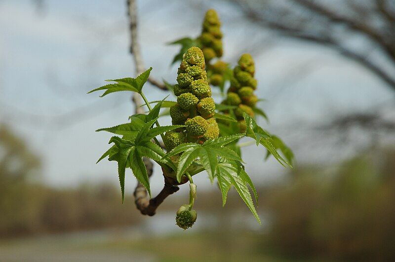 File:Liquidambar styraciflua bloom.JPG