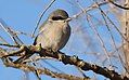 Loggerhead Shrike - Yolo County, California