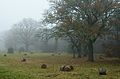 Saaremaa countryside