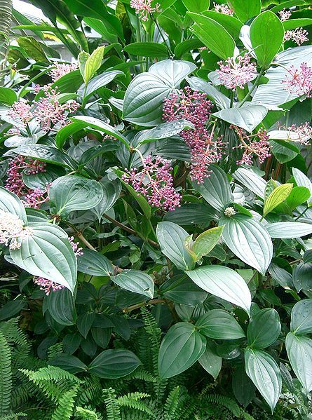 File:Medinilla speciosa2.jpg