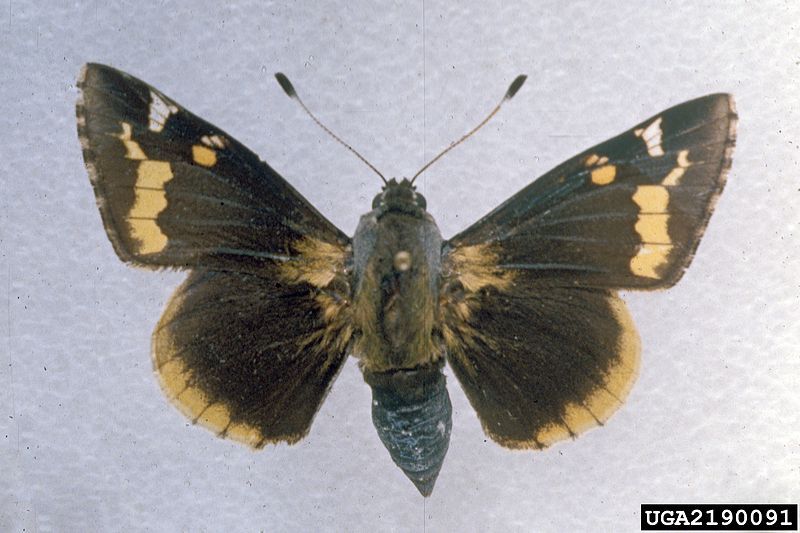 File:Megathymus yuccae 2190091.jpg