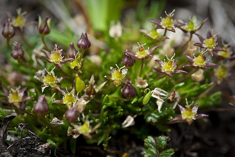 File:Minuartia elegans.jpg