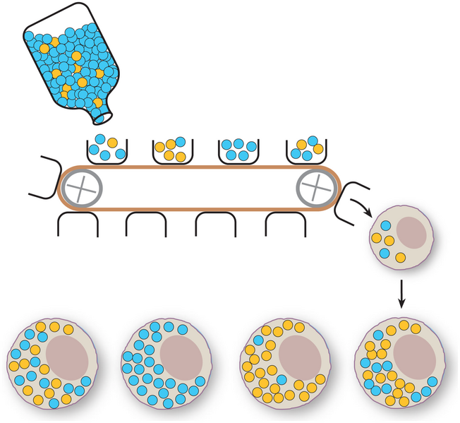 File:Mitochondrial Bottleneck.png