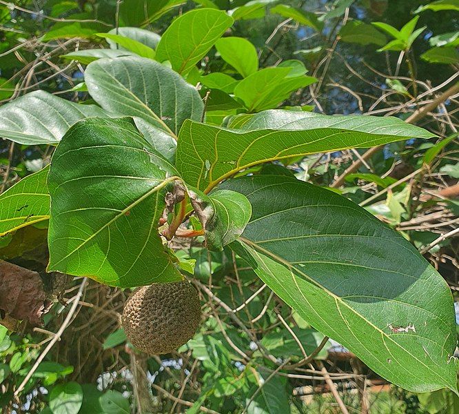 File:Nauclea latifolia 212358576.jpg