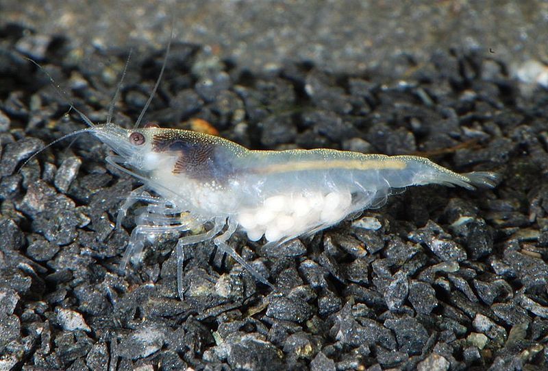 File:Neocaridina-cf-zhangjiajiensis-sp-white-pearl.jpg