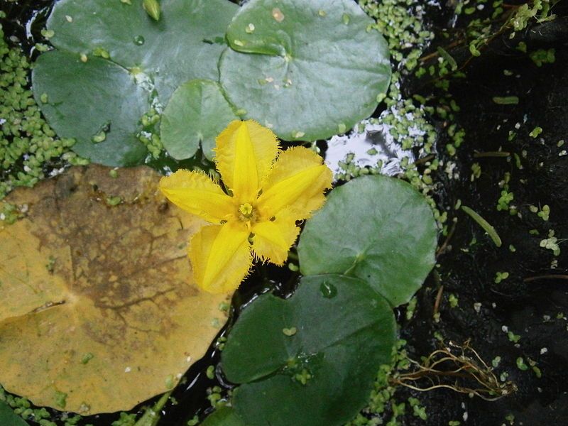 File:Nymphoides peltata02.jpg