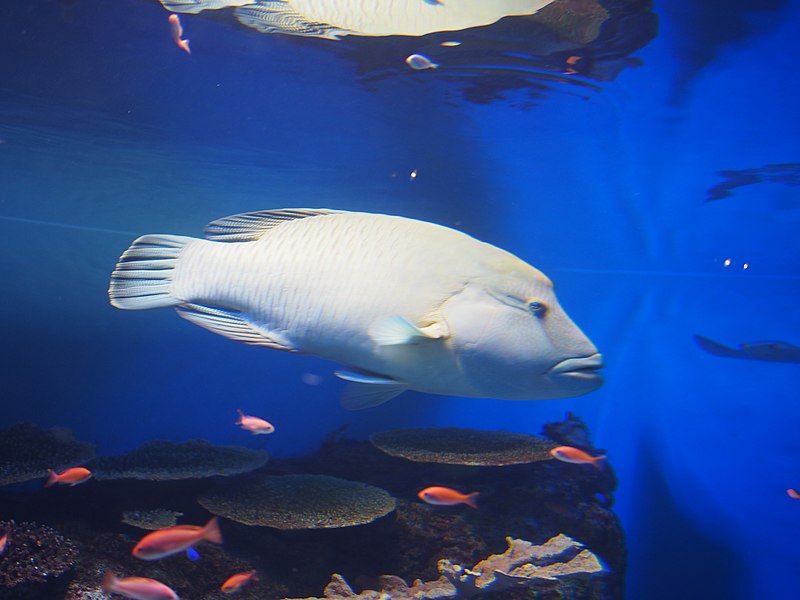 File:Oga Aquarium 6.jpg