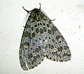 05 Family Arctiidae Genus Pericallia probably species ricinii