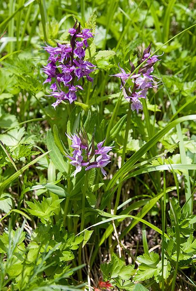 File:Orchis aristata 02.jpg