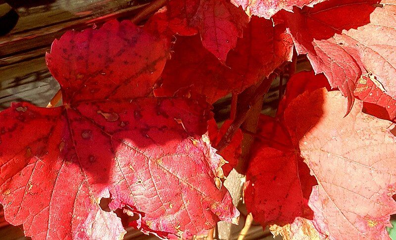 File:Ornamental grapevine leaves.jpg