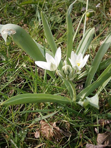 File:Ornithogalum balansae 002.JPG