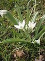 Ornithogalum balansae