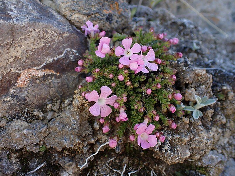 File:Ourisia microphylla 403752331.jpeg