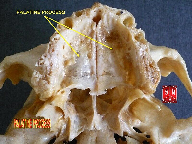 File:Palatine process.jpg