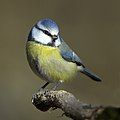 Parus caeruleus