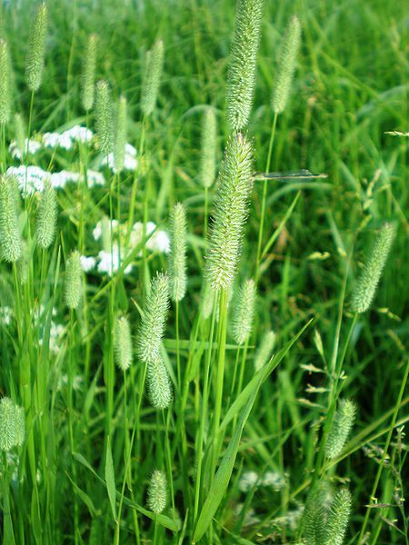 File:Phleum pratense001.JPG