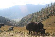 Yaks at the Lawala Pass