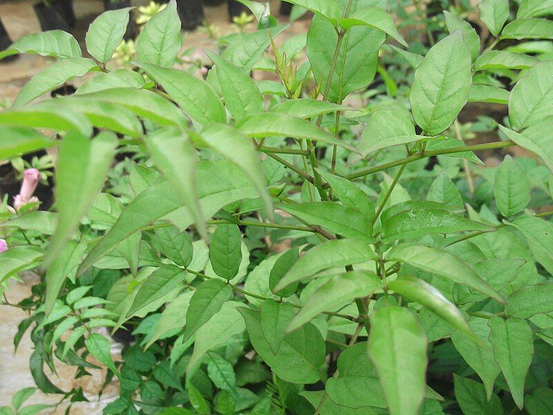 File:Podranea ricasolina-plant-yercaud-salem-India.JPG