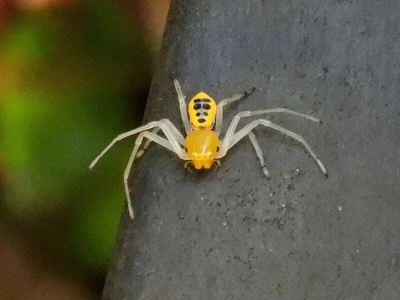 File:Poecilothomisus speciosus 0513.jpg