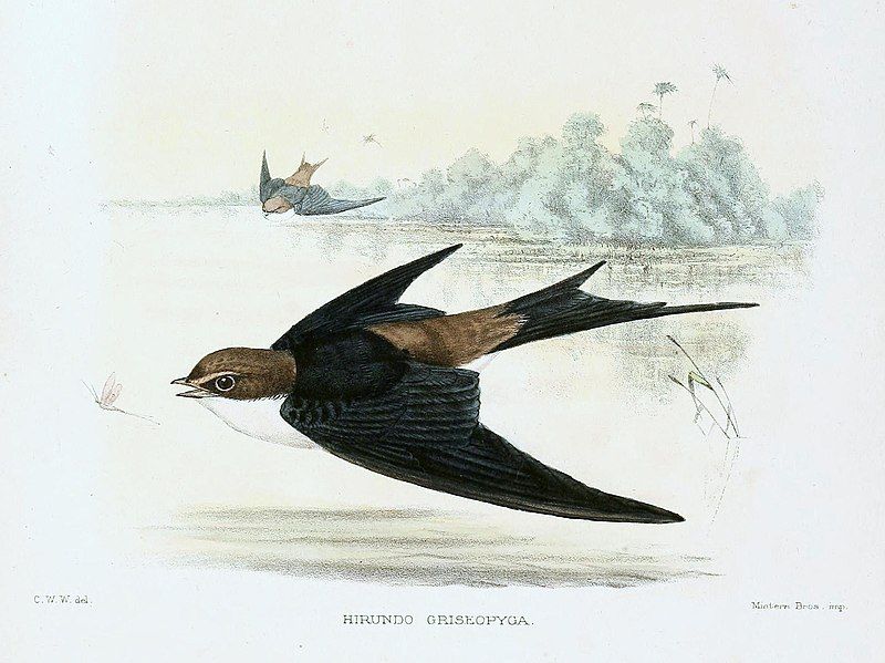 File:Pseudhirundo griseopyga Sharpe.jpg