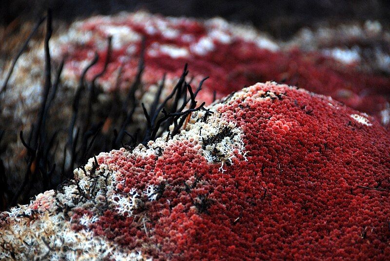 File:Red Sphagnum Closeup.JPG