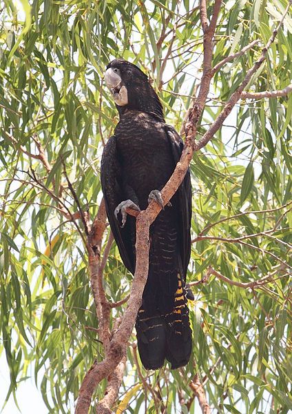 File:Redcocky-female.jpg