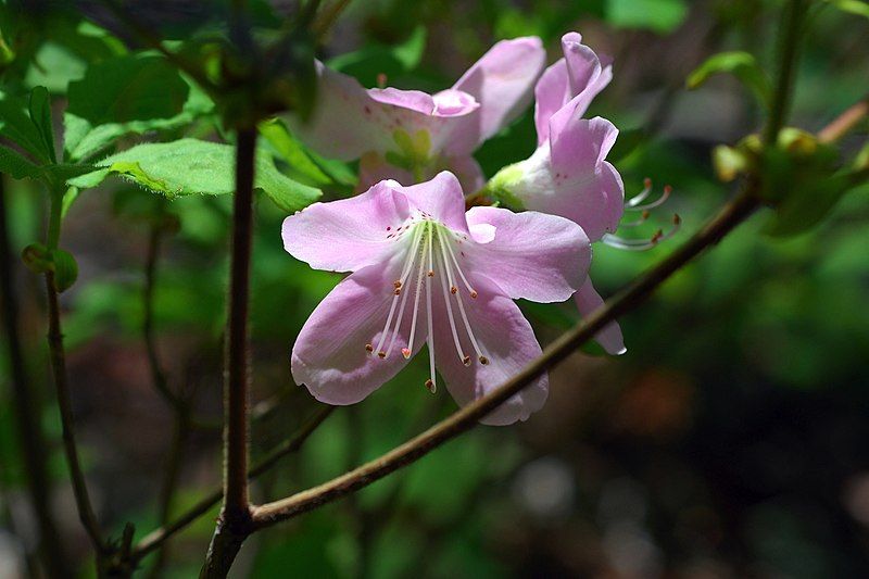 File:Rhododendron schlippenbachii.jpg