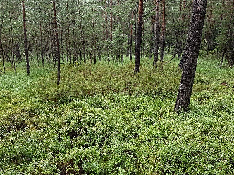 File:Rhododendron tomentosum sl14.jpg