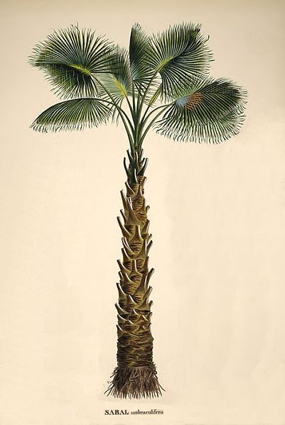 File:Sabal palmetto00.jpg