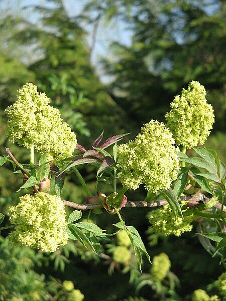 File:Sambucus racemosa02.jpg