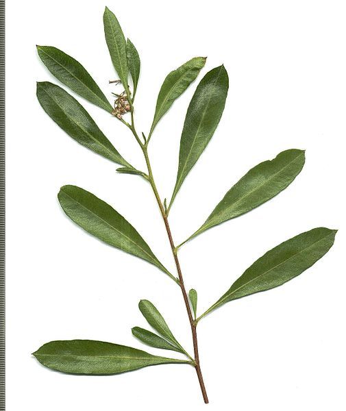 File:Sand olive.jpg